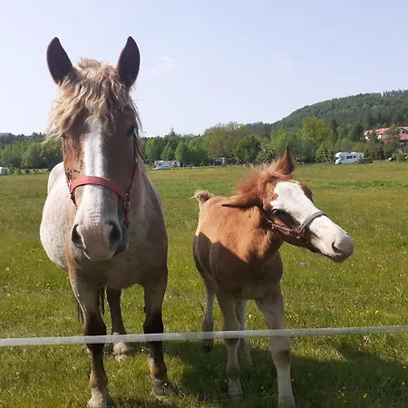 Otulina Dom W Gorach Stolowych Pod Szczelincem Pogranicze Pl-Cz Ferienhaus